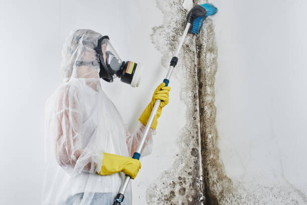 Best Mold Remediation Services  in Lawrence, KS