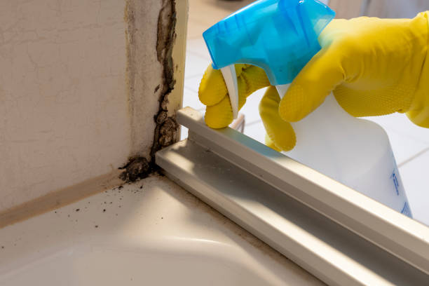 Best Attic Mold Removal  in Lawrence, KS