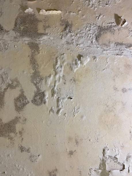 Best Commercial Mold Removal  in Lawrence, KS