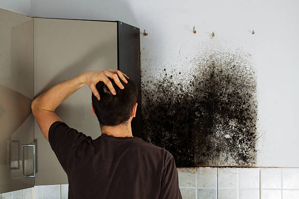 Best Mold Cleaning Services  in Lawrence, KS
